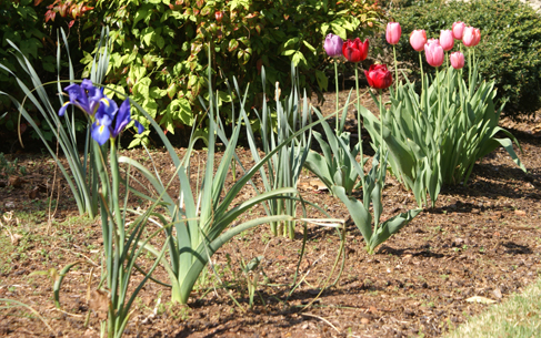photo of iris and tulips